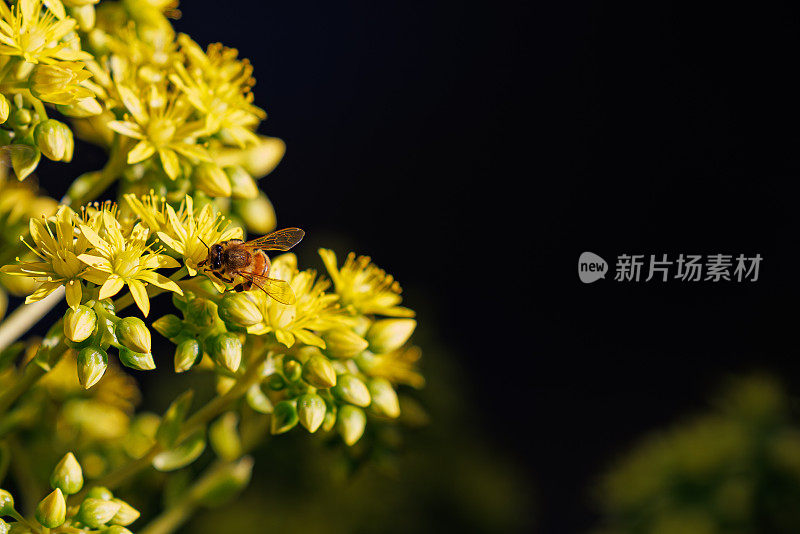 西部蜜蜂为一种多年生石生植物(Sedum dendroideum)鲜艳的黄色花朵授粉。